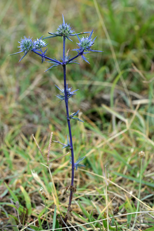 Изображение особи Eryngium caeruleum.