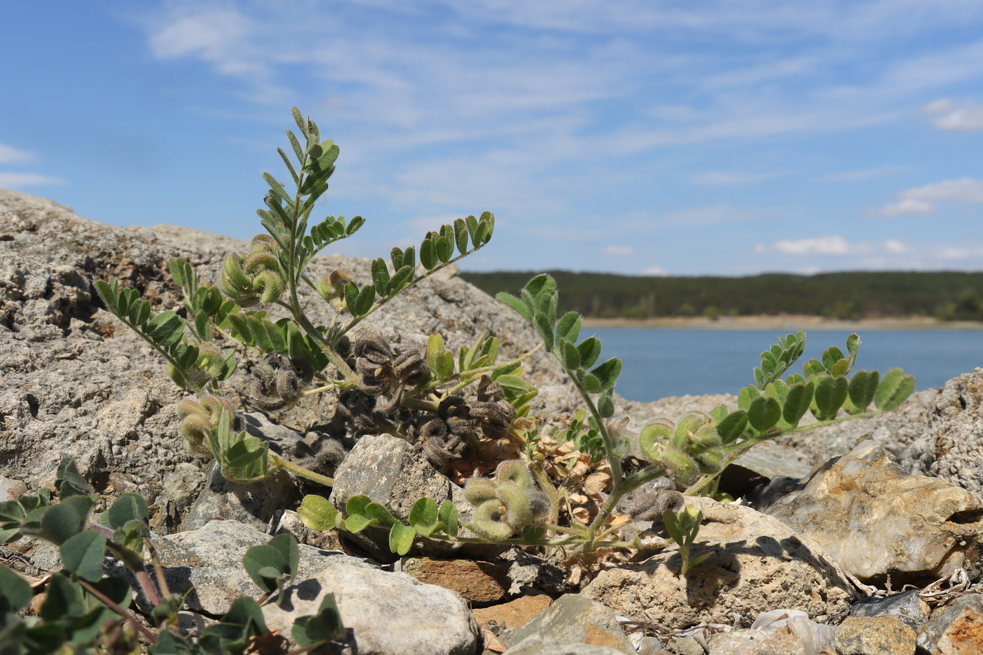 Изображение особи Astragalus contortuplicatus.