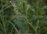 Epipactis helleborine