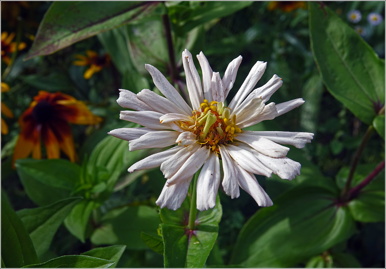 Image of Zinnia elegans specimen.
