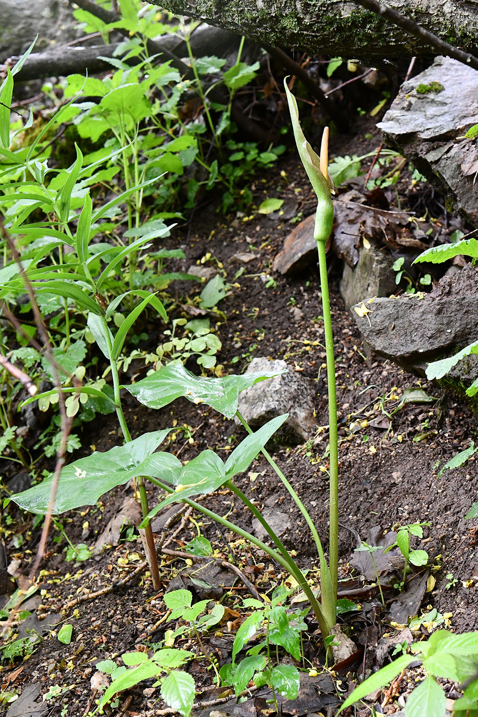 Image of Arum korolkowii specimen.