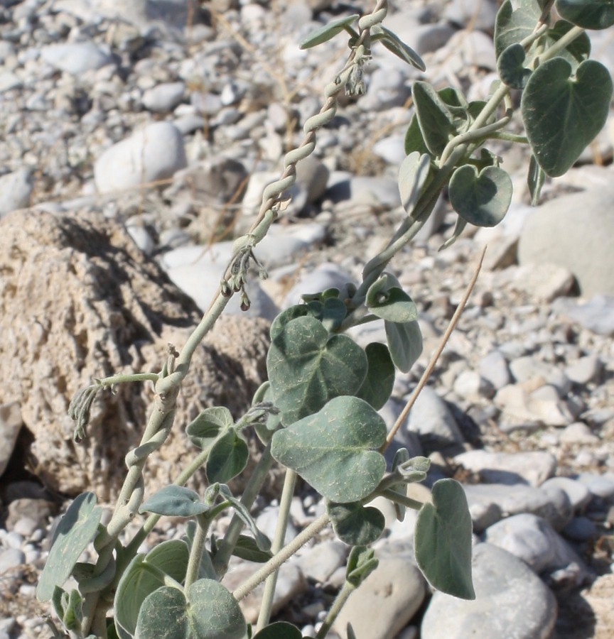 Image of Pergularia tomentosa specimen.