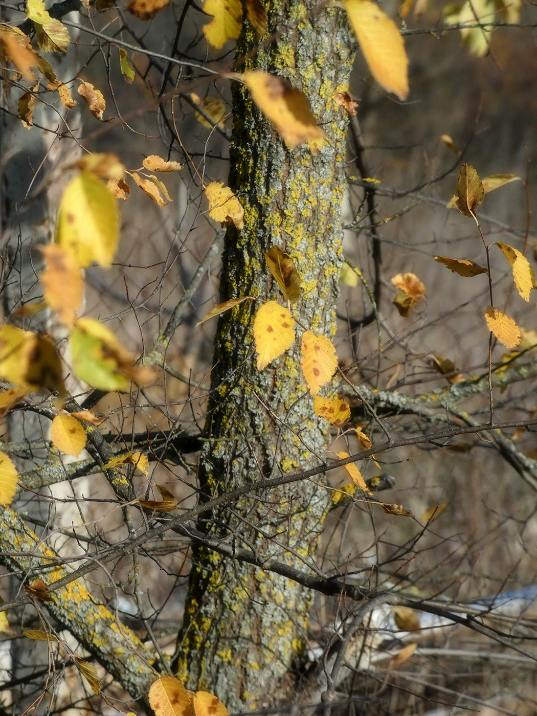 Изображение особи Ulmus pumila.
