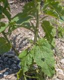 Image of taxon representative. Author is Татьяна Винокурова