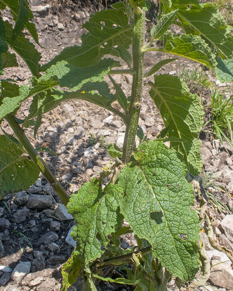 Image of Verbascum laxum specimen.