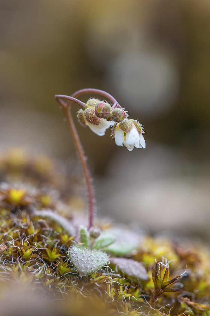 Image of Erophila verna specimen.