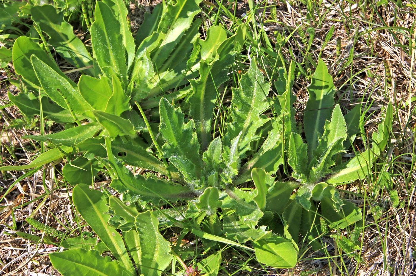 Image of Cirsium esculentum specimen.