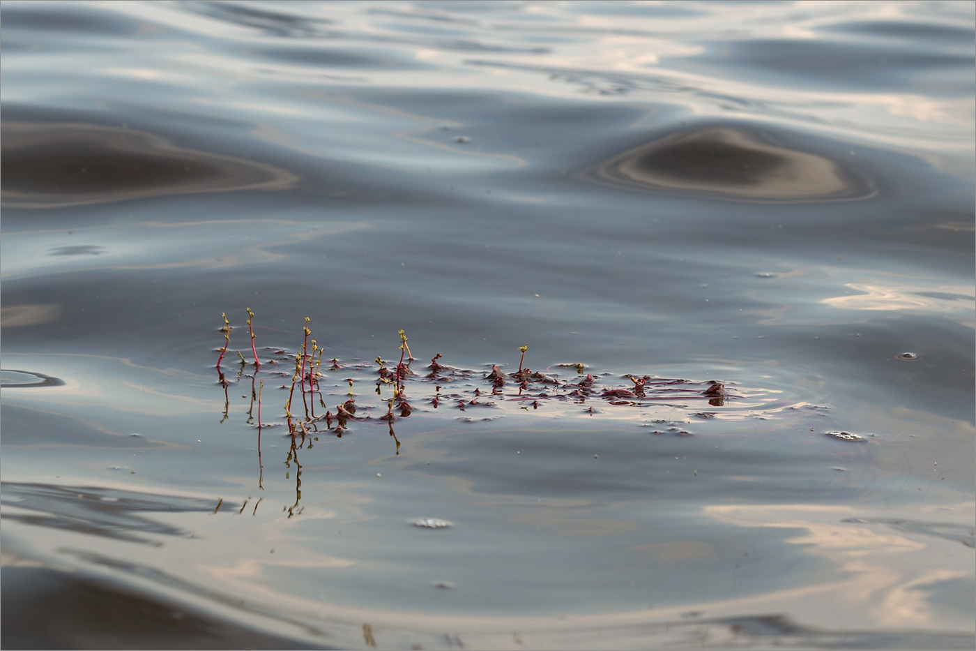 Изображение особи Myriophyllum alterniflorum.