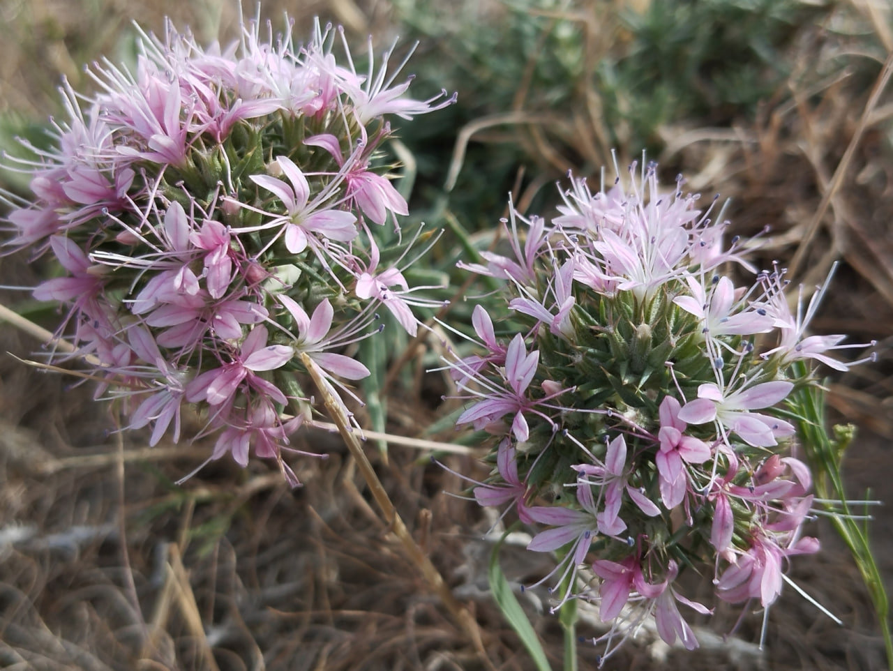 Изображение особи род Acanthophyllum.