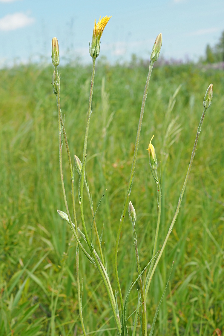 Image of Scorzonera &times; glastifolia specimen.