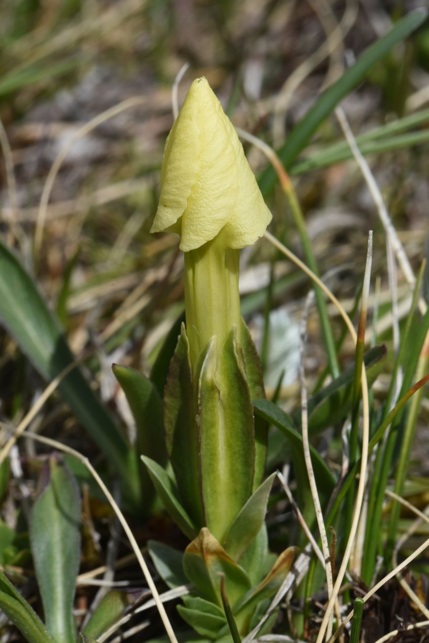 Image of Gentiana oschtenica specimen.