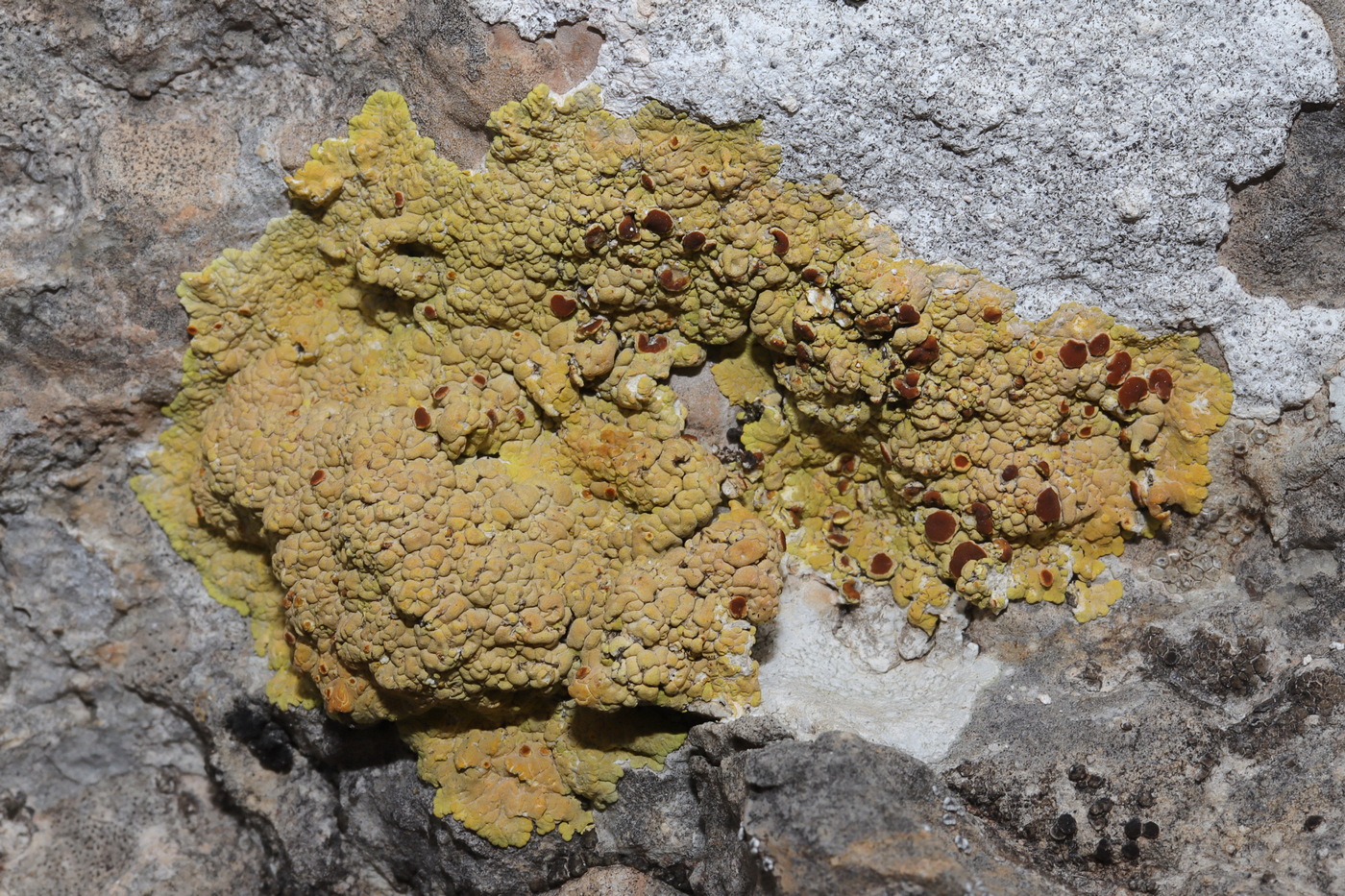 Image of Fulgensia fulgens specimen.