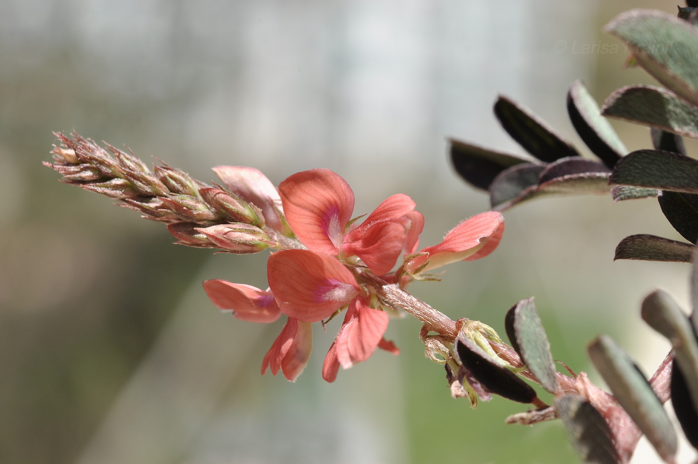 Image of Indigofera hendecaphylla specimen.