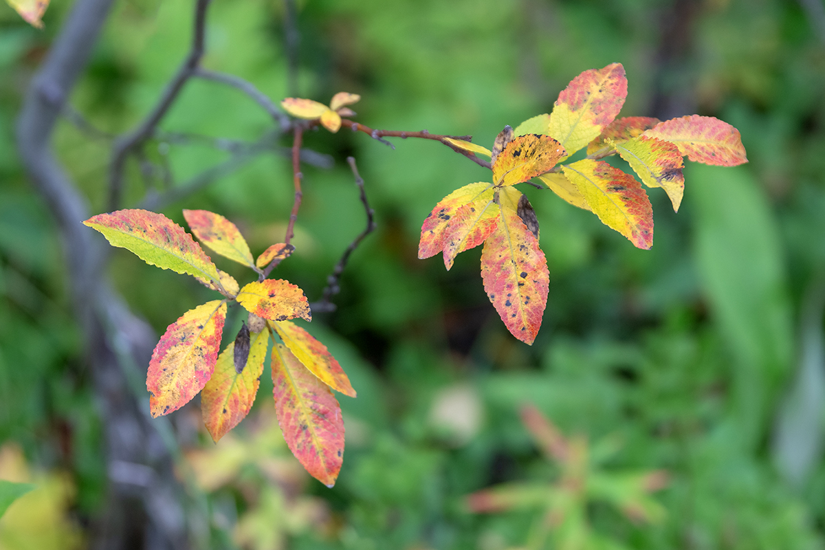 Image of genus Salix specimen.