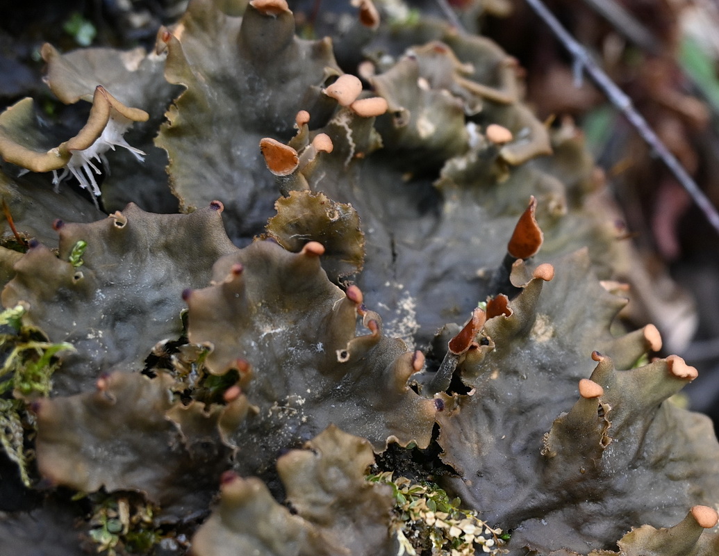 Изображение особи род Peltigera.