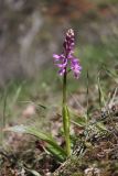 Orchis mascula. Зацветающее растение. Крым, Севастополь, окр. с. Тыловое, шибляк. 29.04.2026.