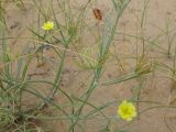 Koelpinia linearis