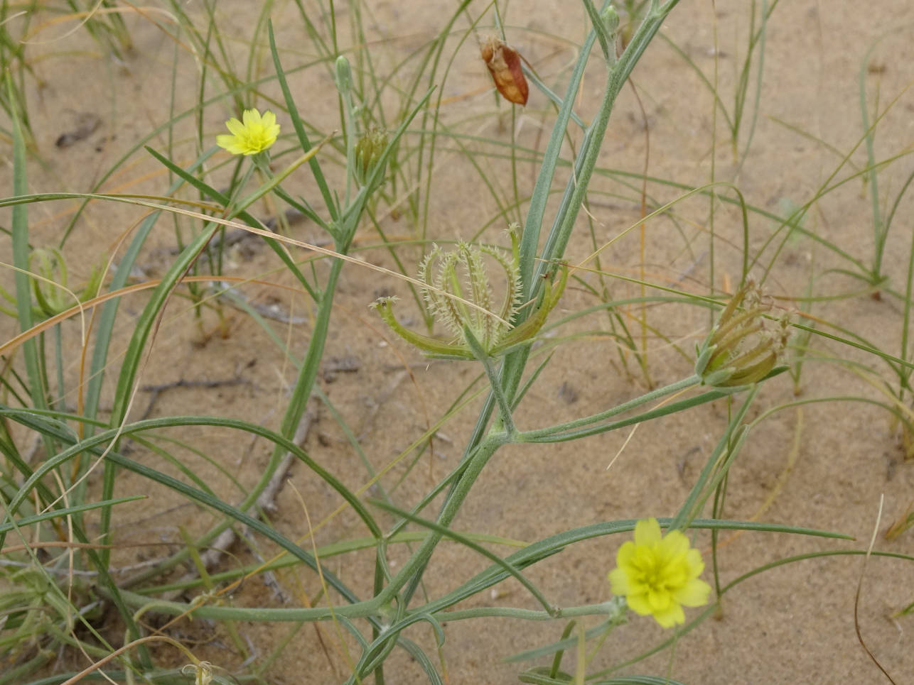 Image of Koelpinia linearis specimen.