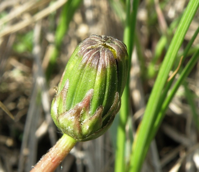 Image of Taraxacum klokovii specimen.