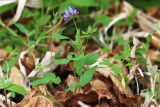 Corydalis ussuriensis. Цветущее и плодоносящее растение. Приморский край, Хасанский р-н, юго-западный берег бухты Рейд Паллада, мыс Острено, небольшой распадок на северном склоне, опушка липового леса (Tilia mandshurica при участии Tilia amurensis). 18.05.2026.