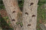 Malus prunifolia. Часть ствола с отдыхающими бабочками Адмирал (Vanessa atalanta). Московская обл., Раменский р-н, окр. дер. Хрипань, садовый участок. 04.09.2018.