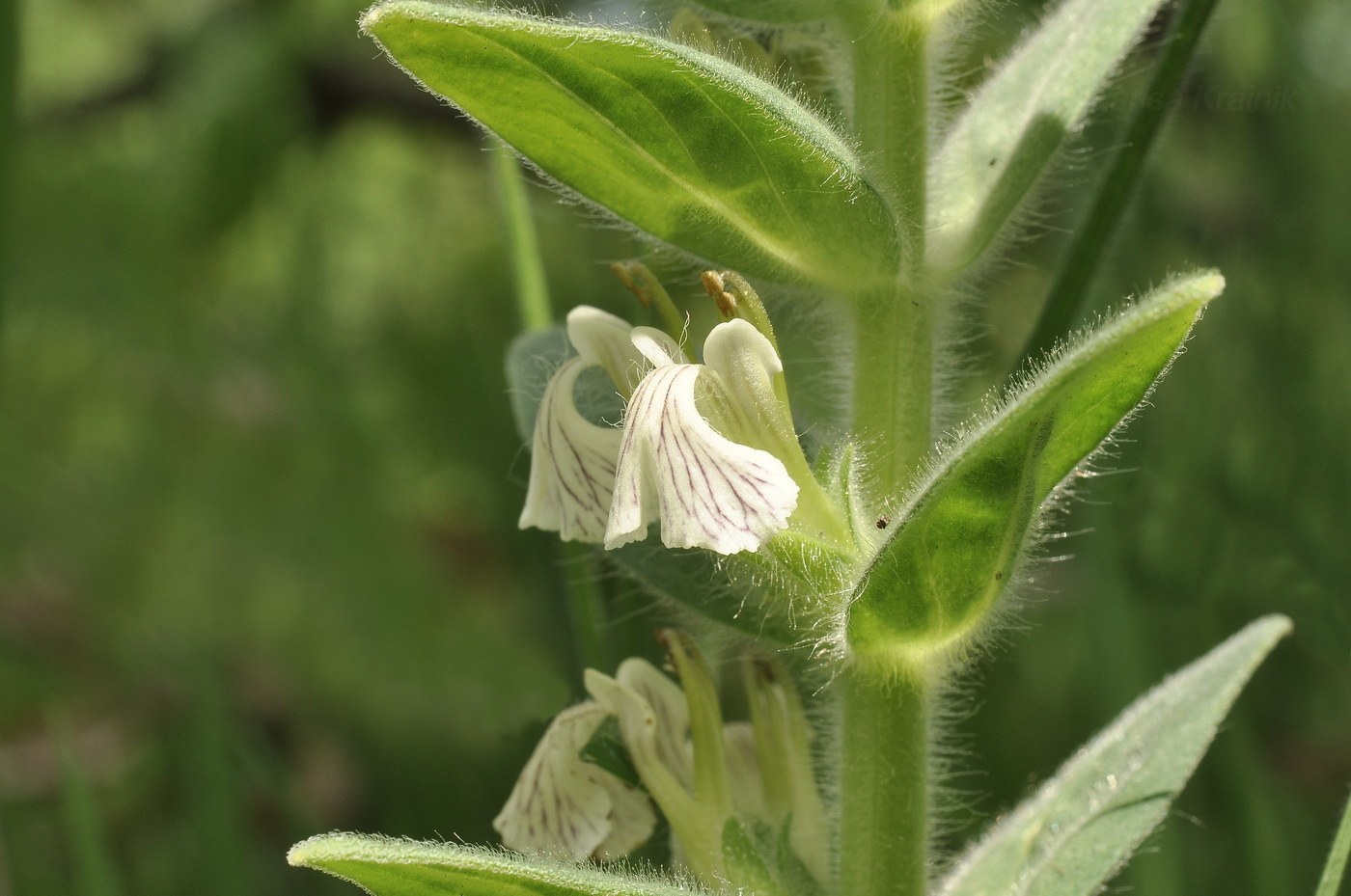 Image of Ajuga laxmannii specimen.