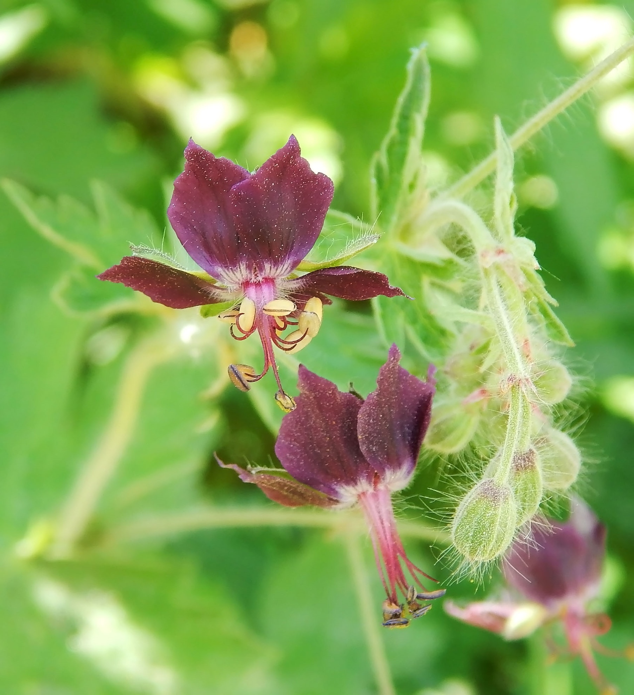Image of Geranium phaeum specimen.