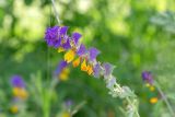 Melampyrum nemorosum. Верхушка цветущего растения. Ленинградская обл., Лужский р-н, окр. пос. Володарское, край возделываемого поля. 26.07.2026.