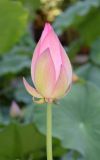Nelumbo caspica