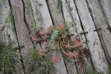 род Euphorbia