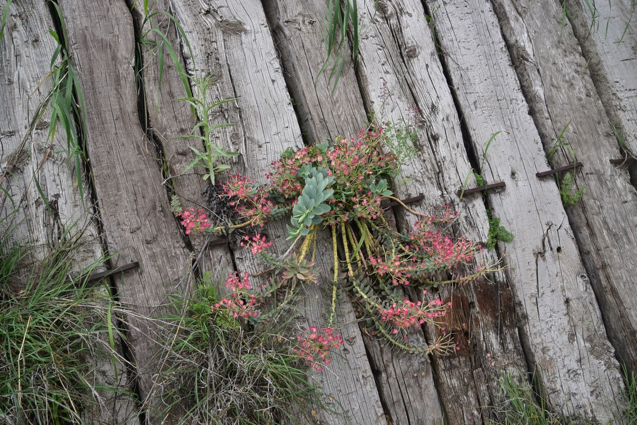 Изображение особи род Euphorbia.