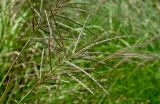 Miscanthus sinensis. Соцветие. Португалия, округ Сетубал, п-ов Троя, в культуре. 16.08.2025.