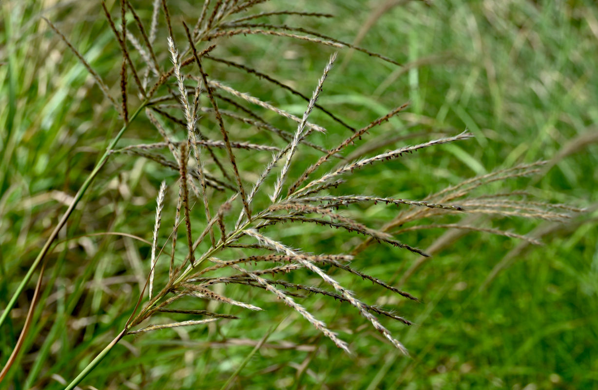 Image of Miscanthus sinensis specimen.