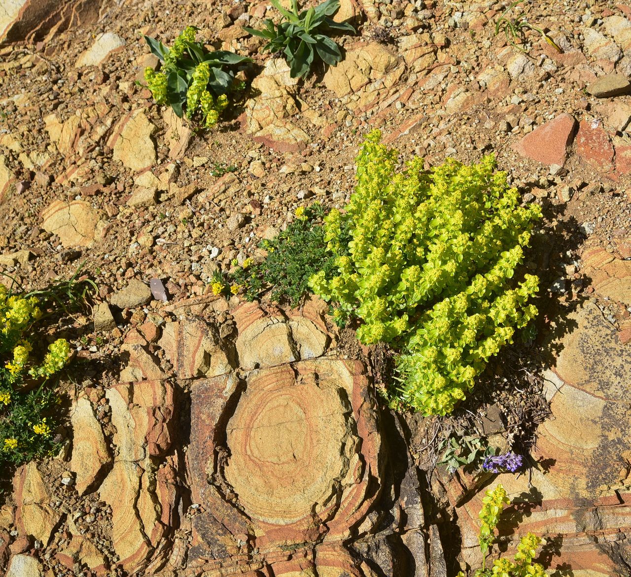 Image of Unknown species specimen.