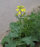 Brassica napus