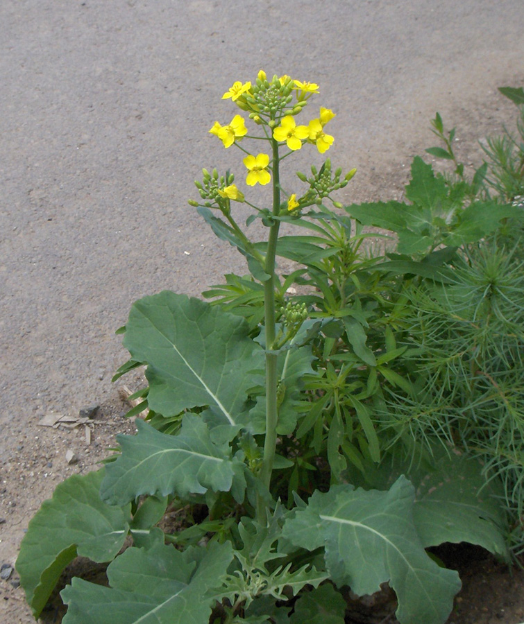 Изображение особи Brassica napus.