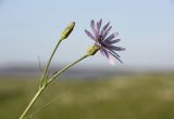 Scorzonera purpurea. Верхушка цветущего растения. Новосибирская обл., Ордынский р-н, с. Новопичугово. Июнь 2011 г.