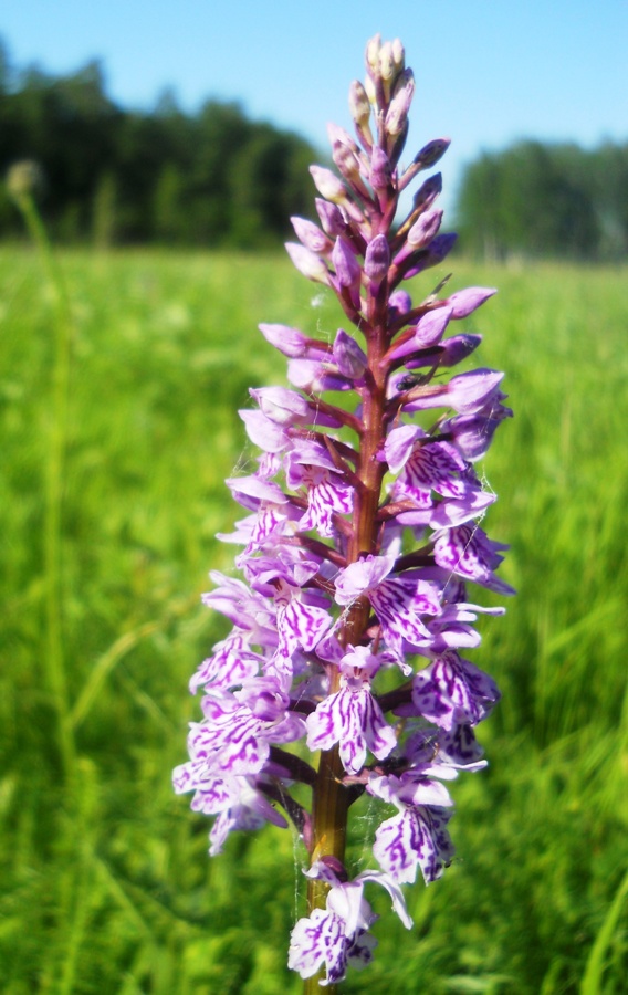 Image of Dactylorhiza fuchsii specimen.