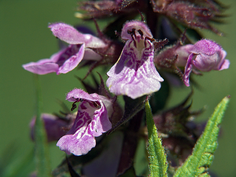 Image of Stachys palustris specimen.
