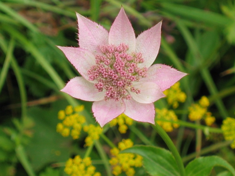 Image of Astrantia maxima specimen.