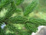 Picea glehnii. Часть ветви. Сахалин, окр. г. Южно-Сахалинска, лесопарковая зона. Август 2010 г.