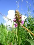 Dactylorhiza baltica