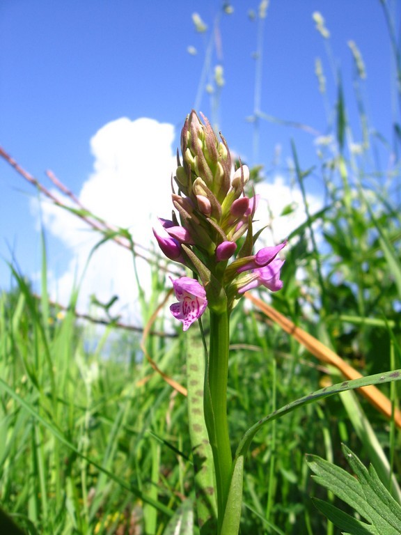 Image of Dactylorhiza baltica specimen.