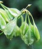 Thalictrum contortum