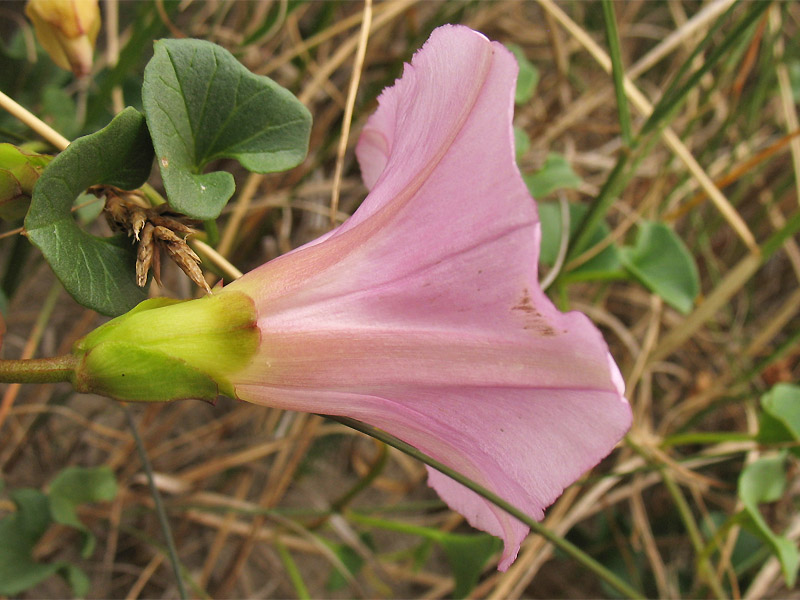 Image of Calystegia soldanella specimen.