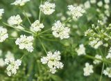 Conium maculatum. Часть соцветия. Ростовская обл., дельта Дона, окр. г. Азов. 19 июня 2011 г.