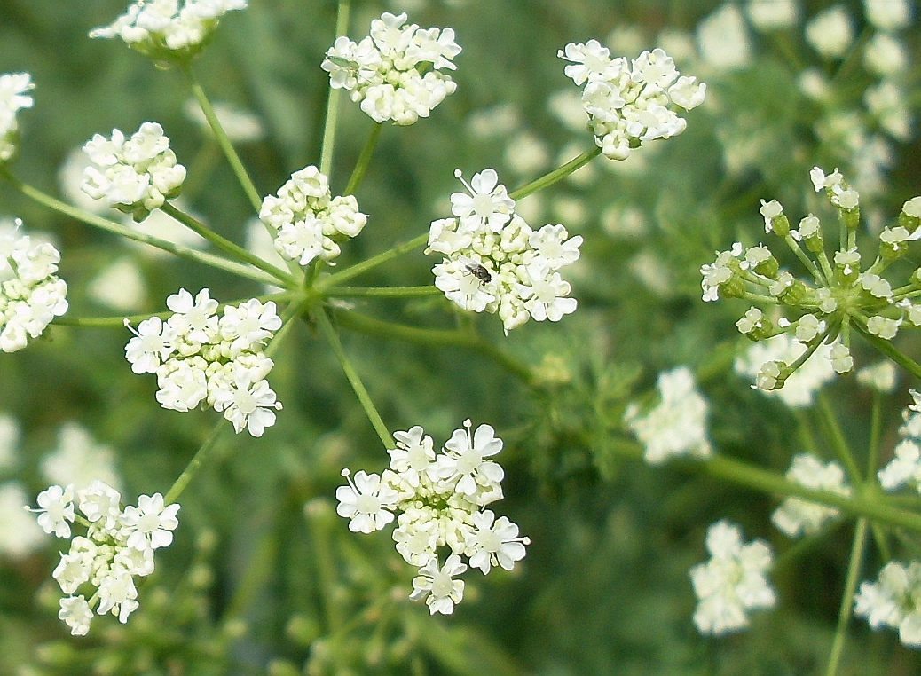 Image of Conium maculatum specimen.