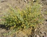 Lagonychium farctum. Цветущее растение. Каракумы, Мервский оазис. Начало июня 2011г.