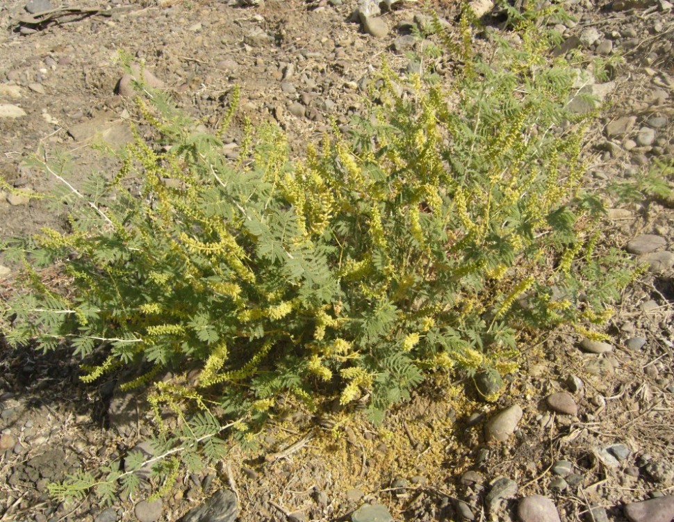 Image of Lagonychium farctum specimen.