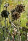 Echinops sphaerocephalus. Вызревшие соплодия. Чувашия, окр. г. Шумерля, пойма р. Сура, Мордовская поляна. 27 августа 2011 г.